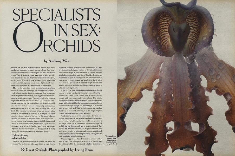 Specialists In Sex Orchids Vogue December 1970